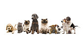 group portrait of pets创意图片素材 - E+