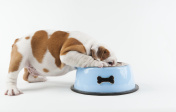 Bulldog puppy eating from dog bowl on white background创意图片素材 - Corbis RF