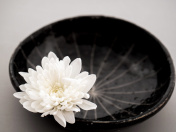 White Chrysanthemum 08创意图片素材 - 500px Core+ RF