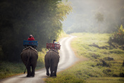 Elephant trekking through jungle in northern Laos创意图片素材 - 500px Core RF
