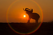 Silhouette elephant in the circle创意图片素材 - 500px Core RF