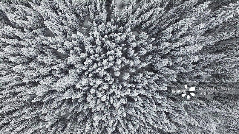 Frozen Pine Forest From the Air Frozen Pine Forest From the Air创意图片素材 - 500px Prime RF