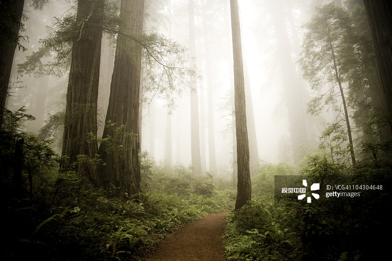 giant redwoods giant redwoods创意图片素材 - Brand X Pictures