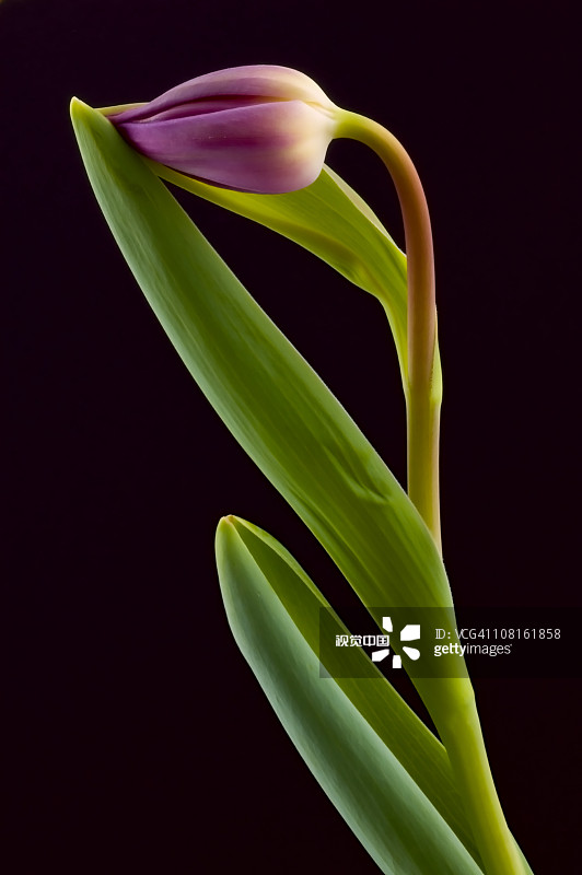 Tulip Bulb on Black Tulip Bulb on Black创意图片素材 - E+