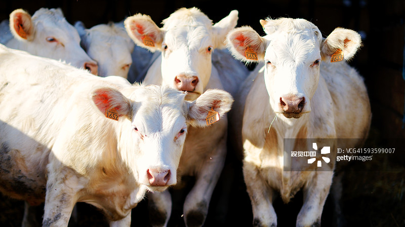 Close-up of cows Close-up of cows创意图片素材 - Photographer's Choice