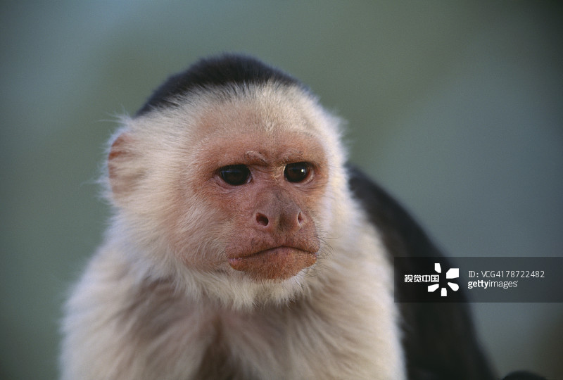 White-Faced Capuchin White-Faced Capuchin创意图片素材 - Corbis WO RF