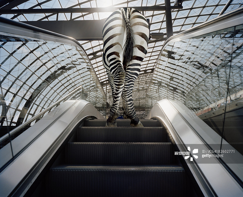 a zebra rides an escalator a zebra rides an escalator创意图片素材 - Stone