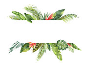 Watercolor banner tropical leaves and branches isolated on white background.创意图片素材 - iStock