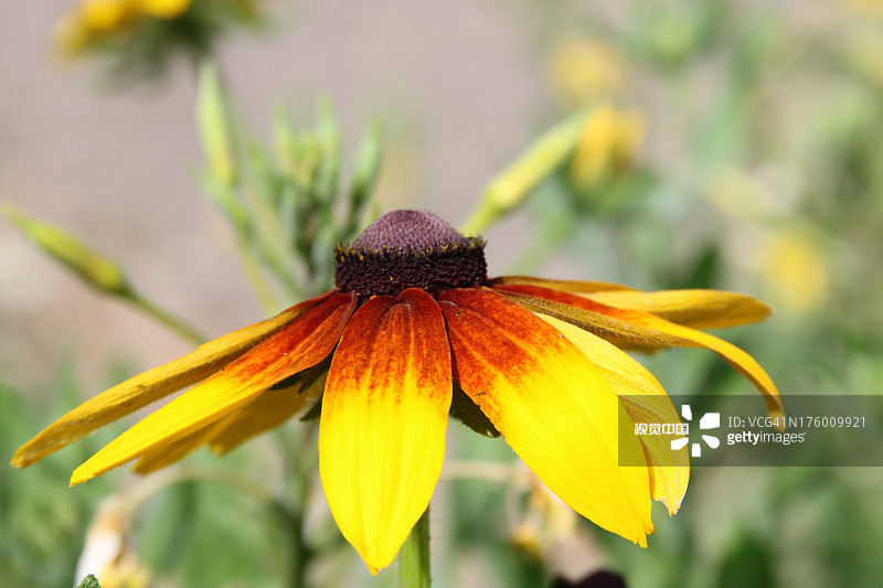 yellow daisy