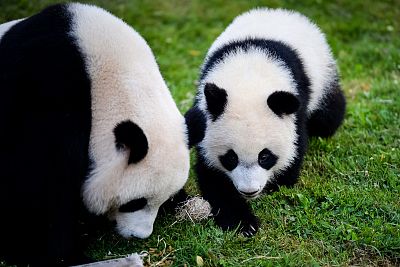 法国熊猫宝宝