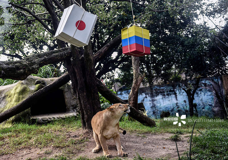 2018俄罗斯世界杯次日:哥伦比亚母狮预测比赛