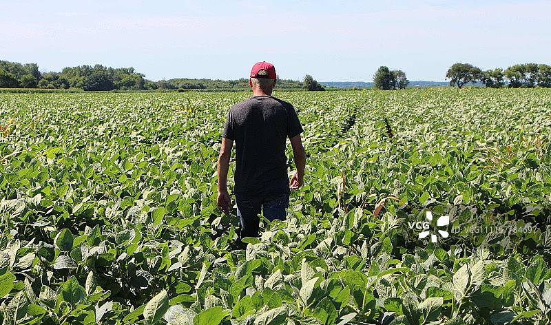 中美经贸摩擦打出大豆牌 美国豆农忧心忡忡
