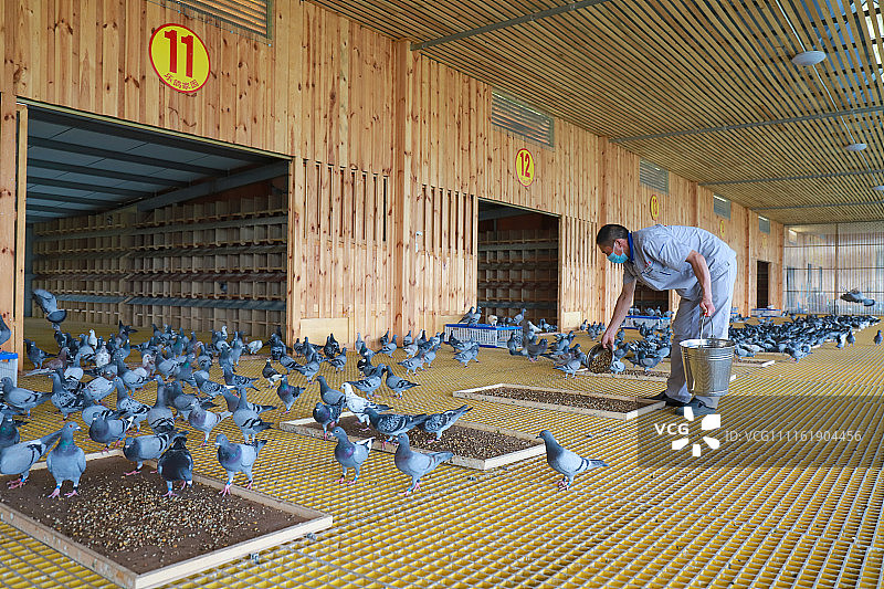 山东泰安:泰山乐鸽国际赛事驯养中心将迎来第