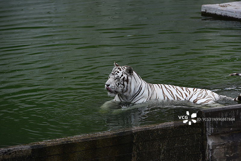 西班牙气温高达35摄氏度 老虎动物园内戏水纳