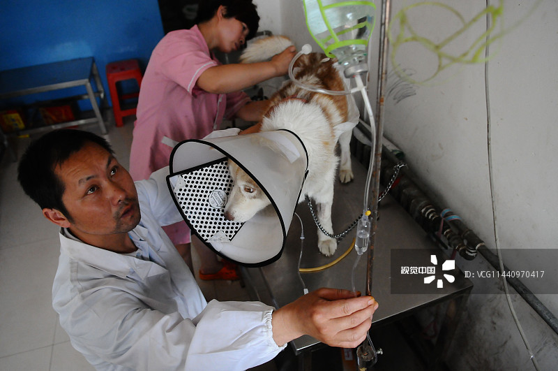 山东聊城:大学生夫妇创业开办宠物医院 硬件设