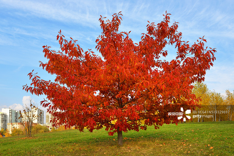 red maple in moscow autumn park