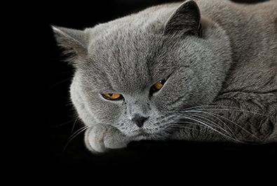 Sleepy grey british cat 500px圖片素材