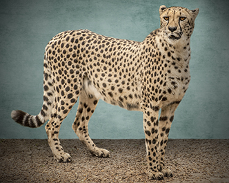 Cheetah Portrait II 500px图片素材