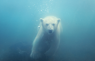 Polar bear swimming underwater 500px图片素材