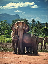 elephants web 500px图片素材