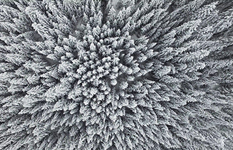 Frozen Pine Forest From the Air 500px图片素材