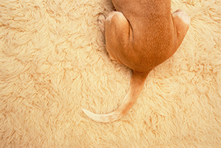 Buttocks of a dog lying on a fitted carpet corbis圖片素材
