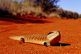 Blue-tongued skink on red sand, Northern Territory, Australia (near Alice Springs) corbis圖片素材