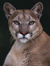 Cougar corbis圖片素材