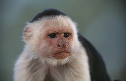 White-Faced Capuchin corbis圖片素材