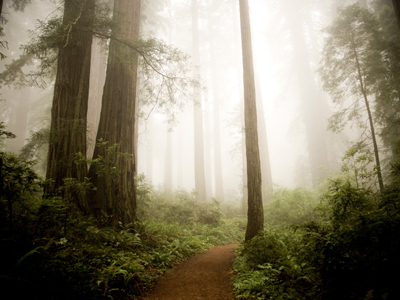 giant redwoods gettyimages图片素材