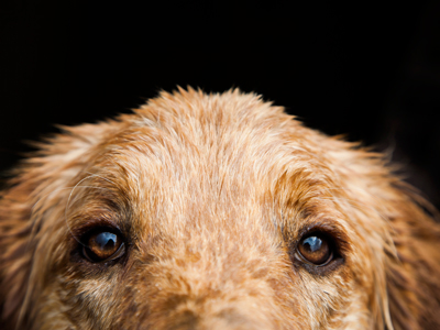 Close up on a golden retriever eyes gettyimages图片素材