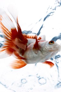 Goldfish gettyimages图片素材