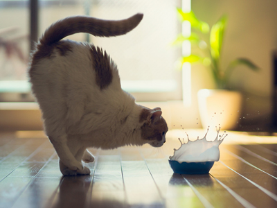 Cat in front of splashing milk bowl gettyimages图片素材