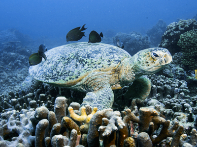 Green sea turtle gettyimages图片素材