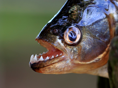 Piranha, (Pygocentrus nattereri) gettyimages图片素材