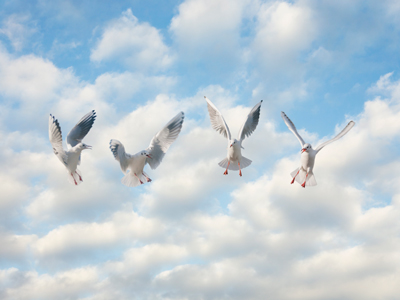 Dancing gulls gettyimages圖片素材