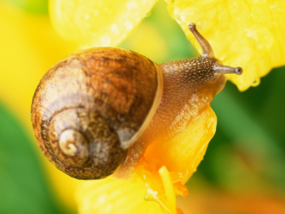 Snail on flower gettyimages圖片素材