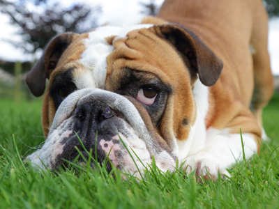 Bull dog in grass gettyimages图片素材