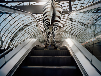 a zebra rides an escalator gettyimages图片素材