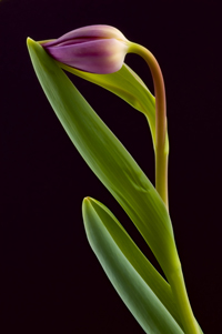 Tulip Bulb on Black gettyimages圖片素材