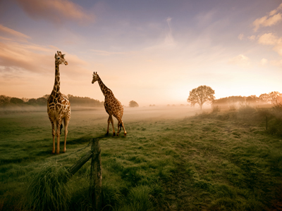 Two giraffes gettyimages圖片素材