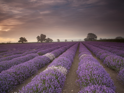 Sunrise lavender. gettyimages图片素材